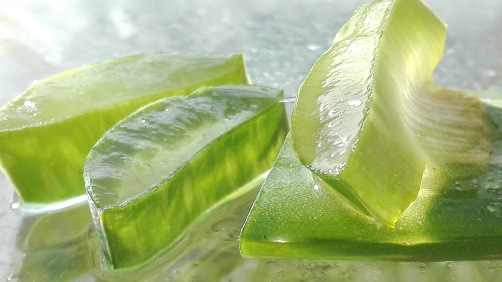 aloe, aloe vera, aloe vera leaf, cut aloe leaf, aloe vera, aloe vera, aloe vera, aloe vera, aloe vera